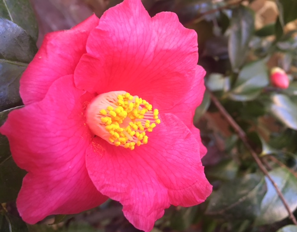 My Camellias bloomed in February!